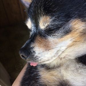 Meet your Posher, Van